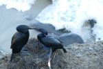 PICTURES/La Jolla Cove - Cormorants & Pelicans/t_BC7.JPG